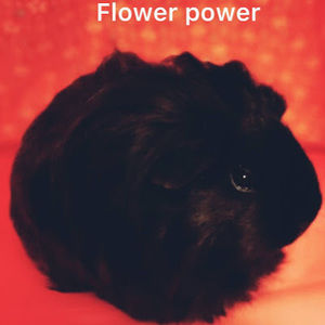 Meet your Posher, Seraphina